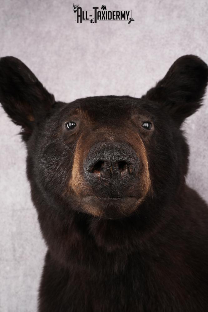 Black Bear Shoulder Mount SKU 2644 - Image 2