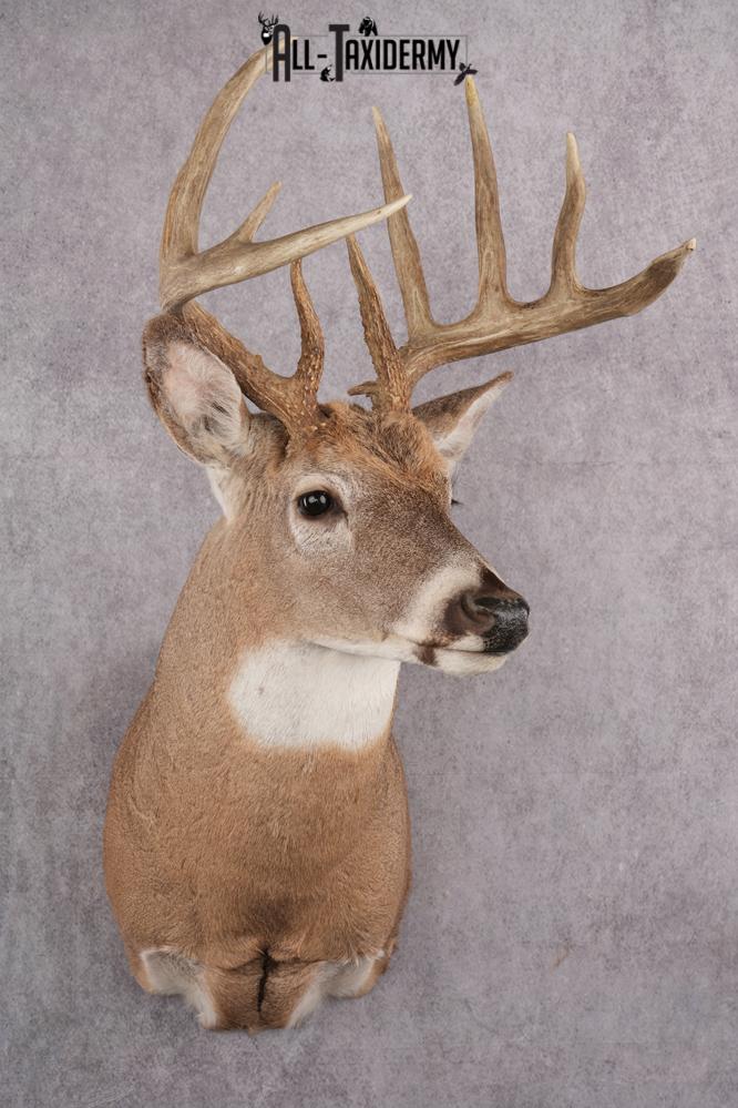 Whitetail Deer Taxidermy Mount SKU 2648 - Image 10