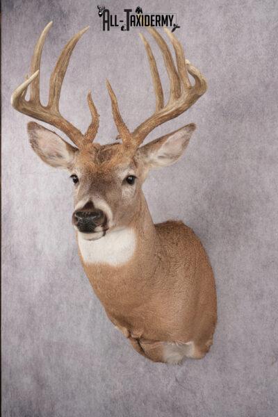 Whitetail Deer Taxidermy Mount SKU 2648
