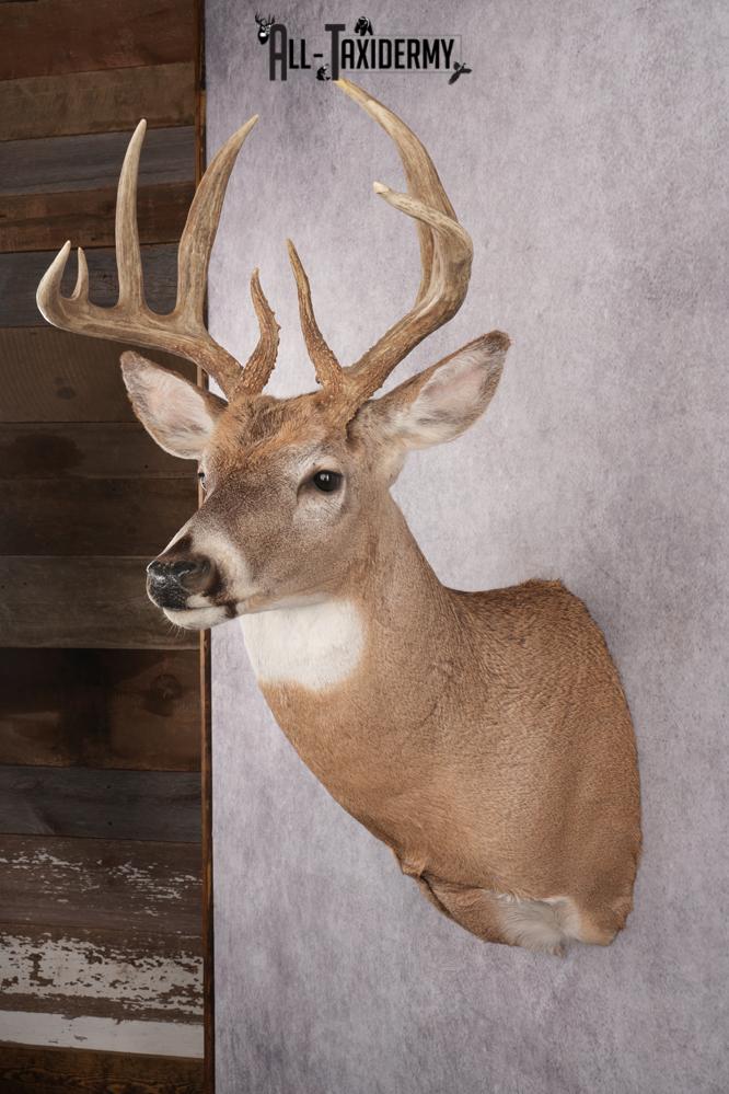 Whitetail Deer Taxidermy Mount SKU 2648 - Image 9