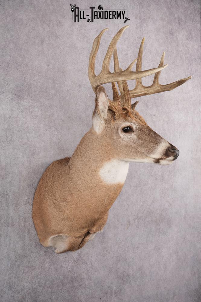 Whitetail Deer Taxidermy Mount SKU 2648 - Image 8