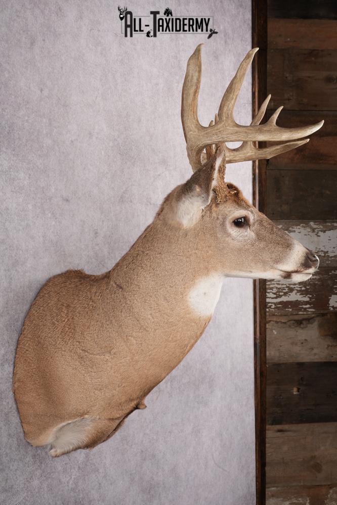 Whitetail Deer Taxidermy Mount SKU 2648 - Image 7