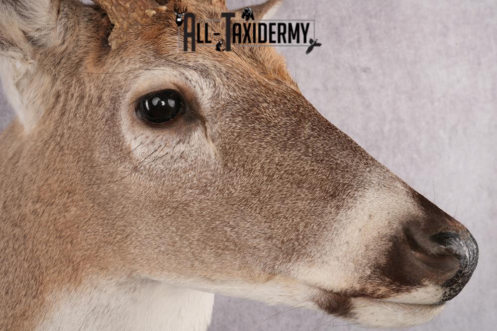 Whitetail Deer Taxidermy Mount SKU 2648 - Image 6