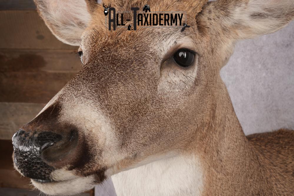 Whitetail Deer Taxidermy Mount SKU 2648 - Image 5