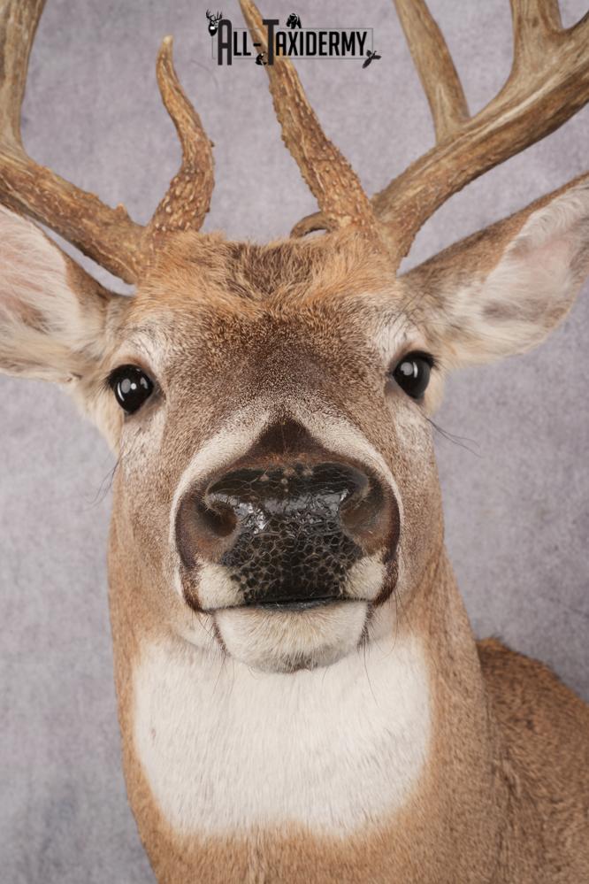Whitetail Deer Taxidermy Mount SKU 2648 - Image 4