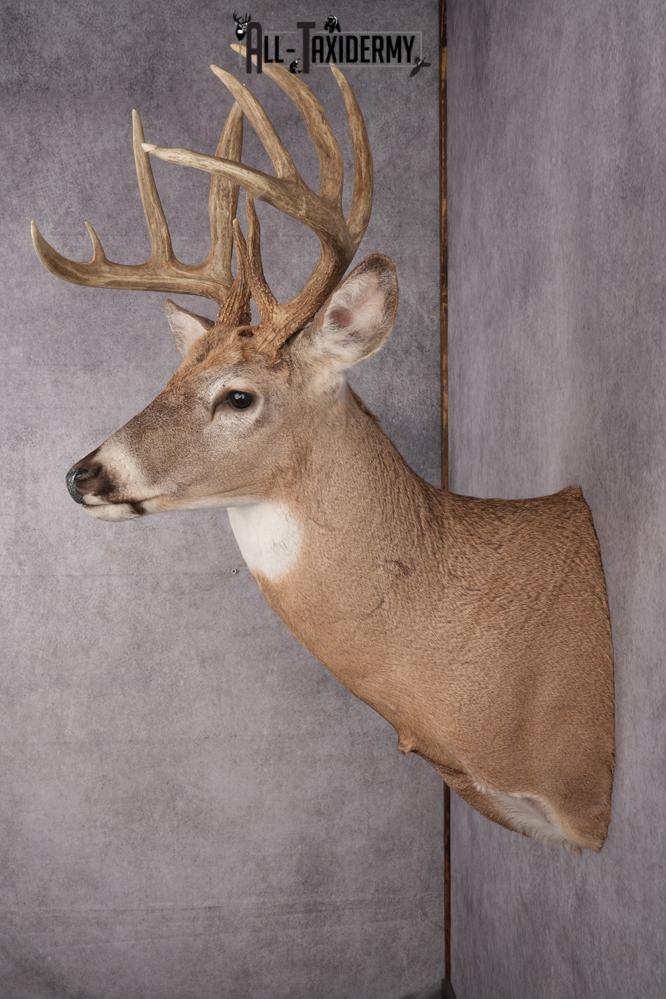 Whitetail Deer Taxidermy Mount SKU 2648 - Image 3