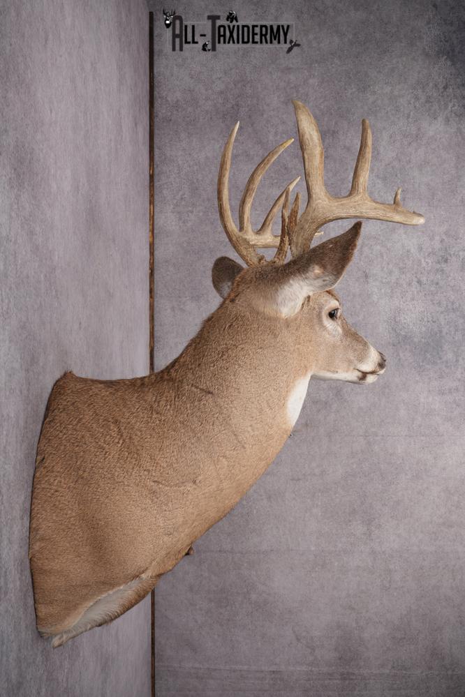 Whitetail Deer Taxidermy Mount SKU 2648 - Image 2