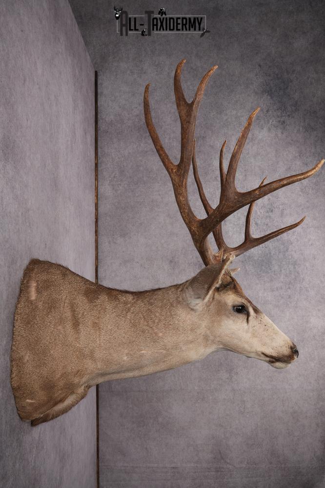6x6 Mule Deer Taxidermy Shoulder Mount SKU 2637 - Image 10