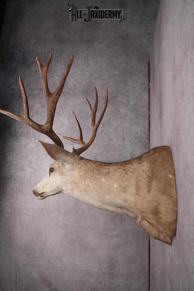 6x6 Mule Deer Taxidermy Shoulder Mount SKU 2637 - Image 9