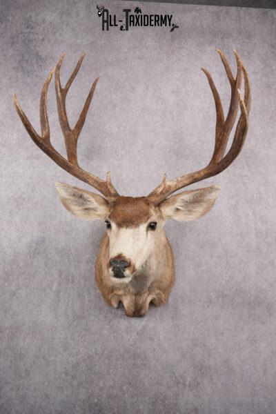 6x6 Mule Deer Taxidermy Shoulder Mount SKU 2637
