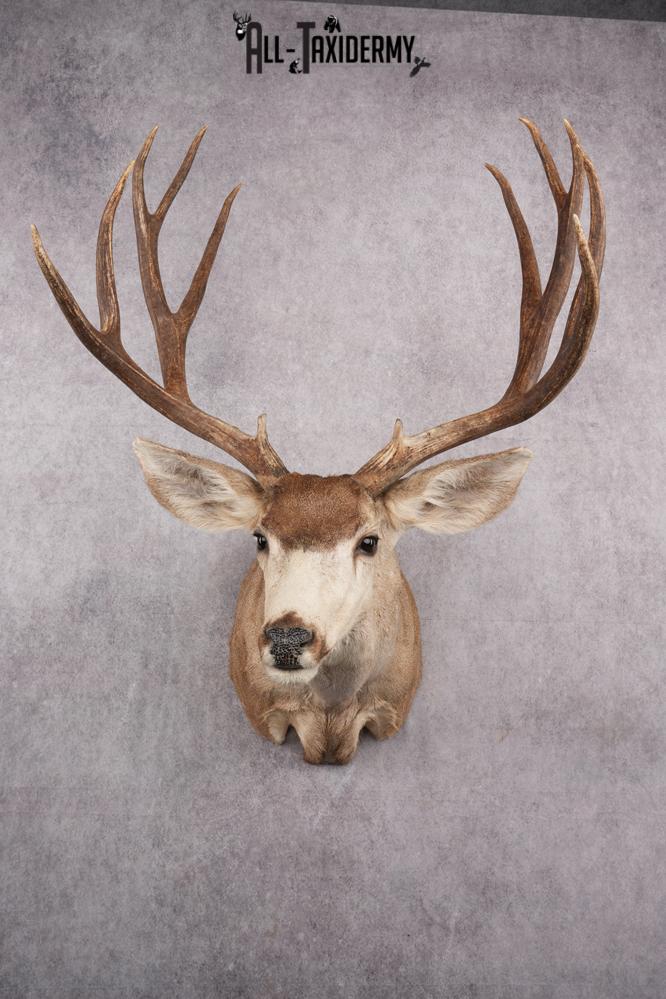 6x6 Mule Deer Taxidermy Shoulder Mount SKU 2637