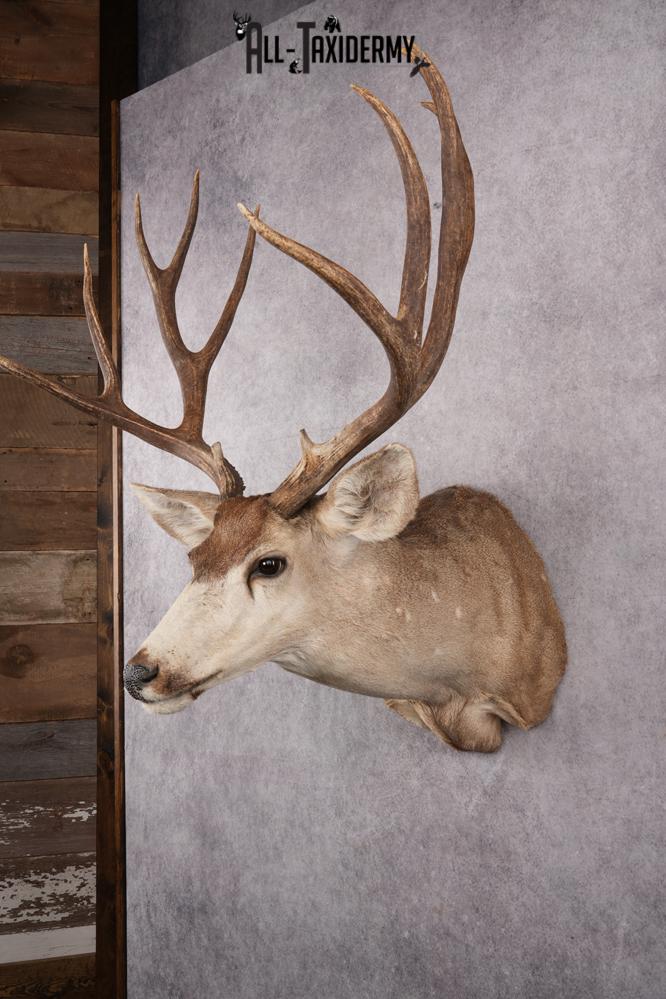 6x6 Mule Deer Taxidermy Shoulder Mount SKU 2637 - Image 8