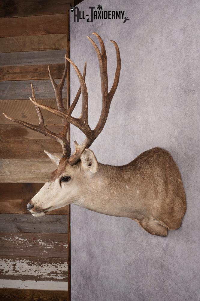 6x6 Mule Deer Taxidermy Shoulder Mount SKU 2637 - Image 7