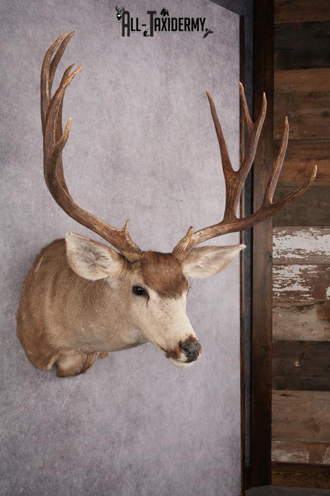 6x6 Mule Deer Taxidermy Shoulder Mount SKU 2637 - Image 6