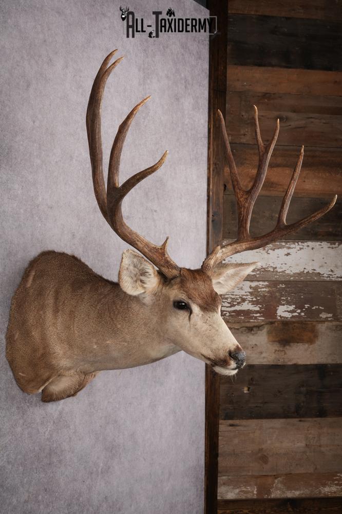 Mule Deer Shoulder Mount