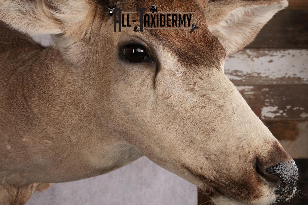 6x6 Mule Deer Taxidermy Shoulder Mount SKU 2637 - Image 4