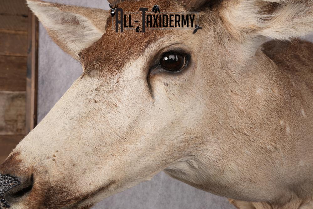 6x6 Mule Deer Taxidermy Shoulder Mount SKU 2637 - Image 3