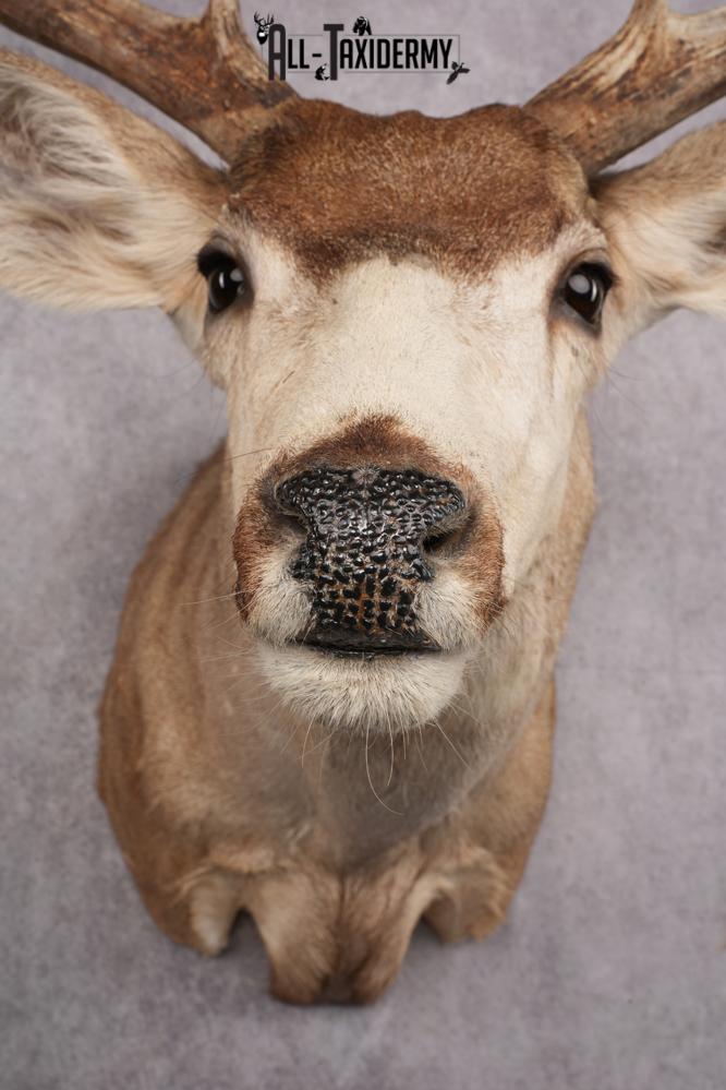 6x6 Mule Deer Taxidermy Shoulder Mount SKU 2637 - Image 2