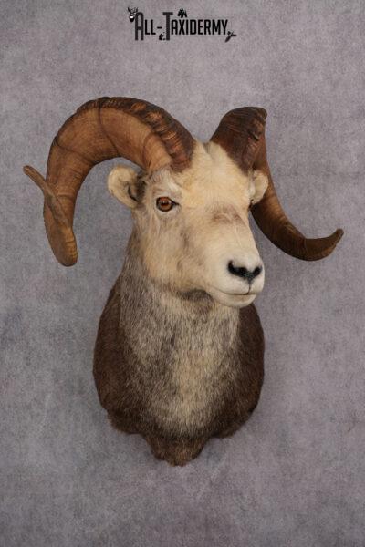 Stone Sheep Taxidermy Shoulder Mount SKU 2636
