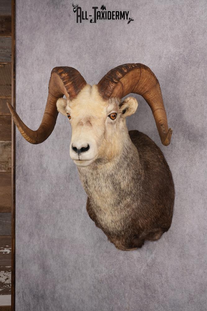 Stone Sheep Taxidermy Shoulder Mount SKU 2636 - Image 12