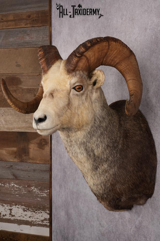 Stone Sheep Taxidermy Shoulder Mount SKU 2636 - Image 11