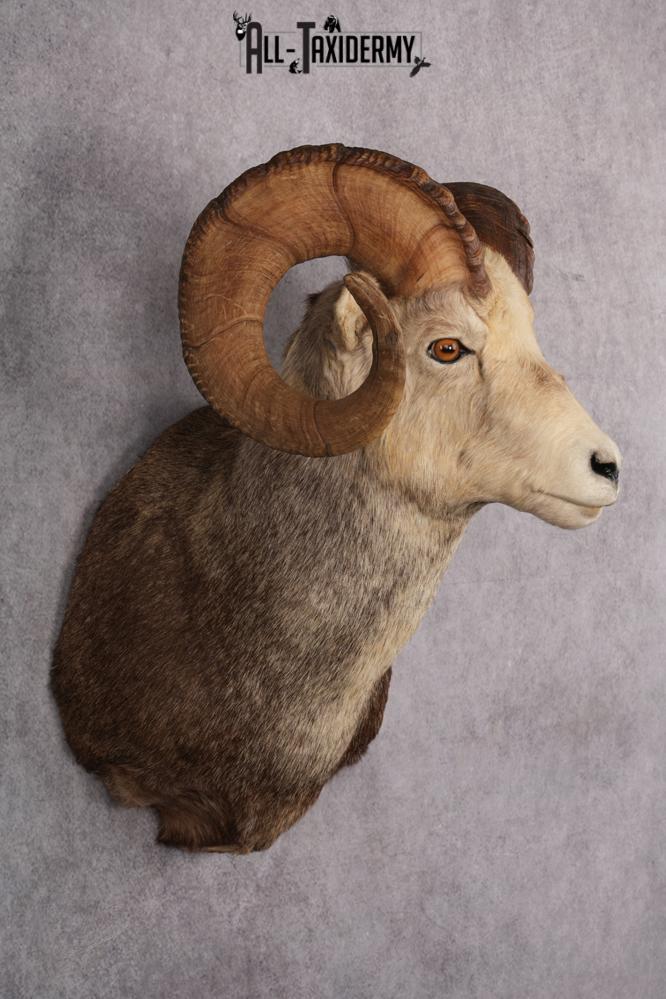 Stone Sheep Taxidermy Shoulder Mount SKU 2636 - Image 10