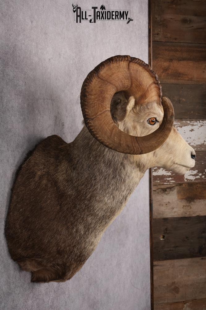Stone Sheep Taxidermy Shoulder Mount SKU 2636 - Image 9