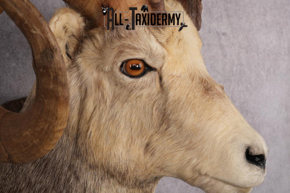 Stone Sheep Taxidermy Shoulder Mount SKU 2636 - Image 8