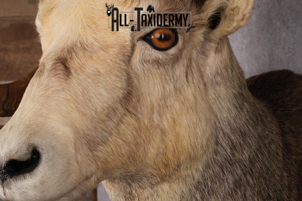Stone Sheep Taxidermy Shoulder Mount SKU 2636 - Image 7