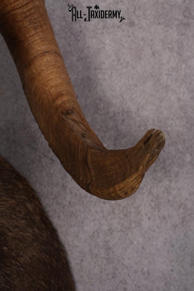 Stone Sheep Taxidermy Shoulder Mount SKU 2636 - Image 6