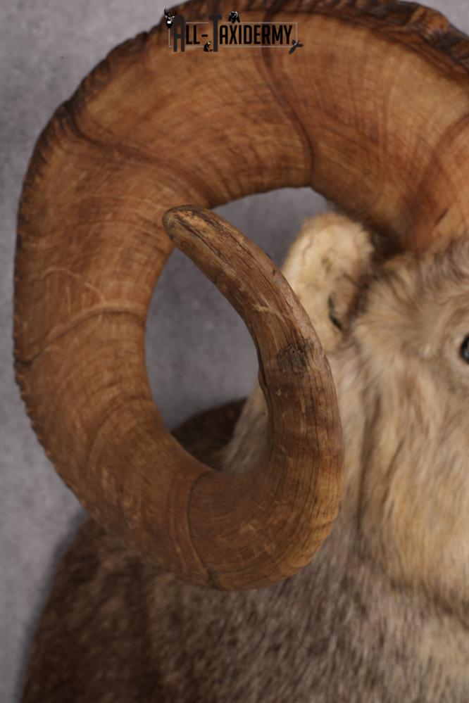 Stone Sheep Taxidermy Shoulder Mount SKU 2636 - Image 5