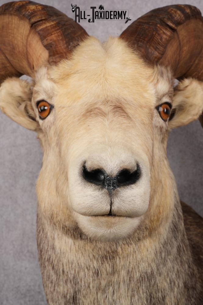 Stone Sheep Taxidermy Shoulder Mount SKU 2636 - Image 4