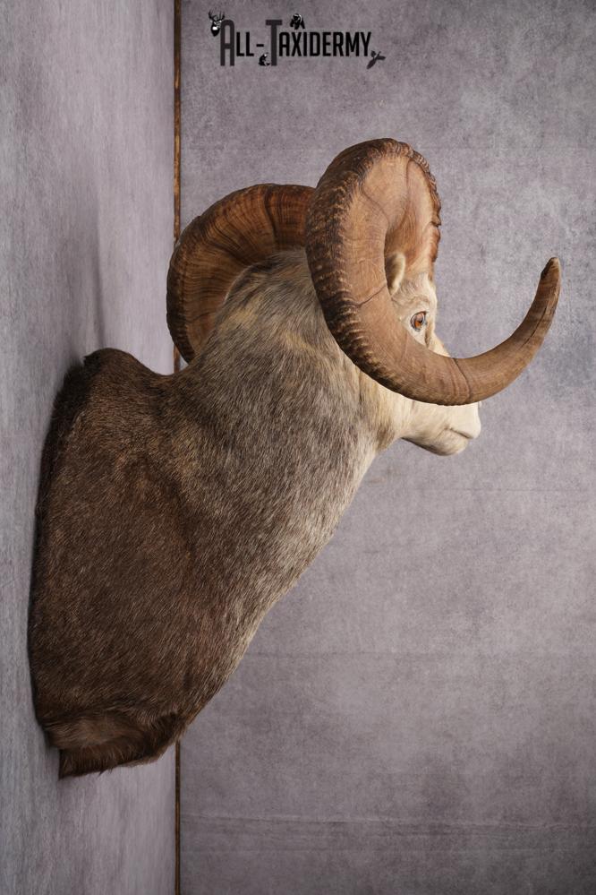 Stone Sheep Taxidermy Shoulder Mount SKU 2636 - Image 3
