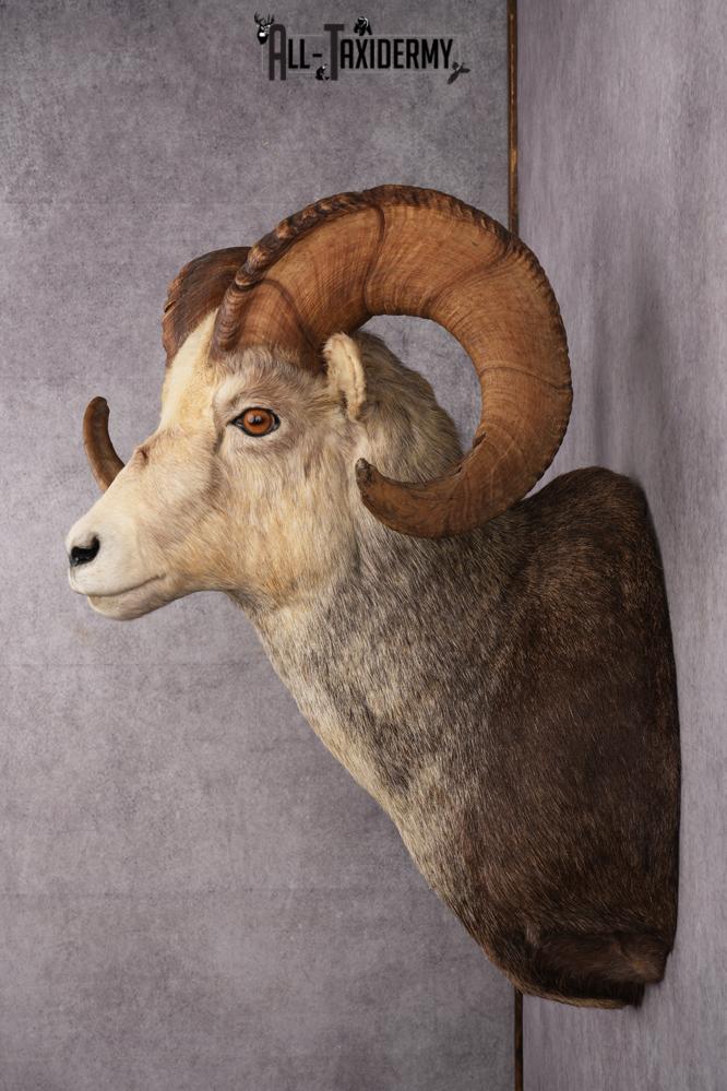 Stone Sheep Taxidermy Shoulder Mount SKU 2636 - Image 2