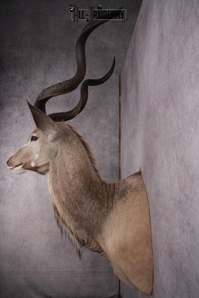 African Kudu Taxidermy Shoulder Mount SKU 2662 - Image 10