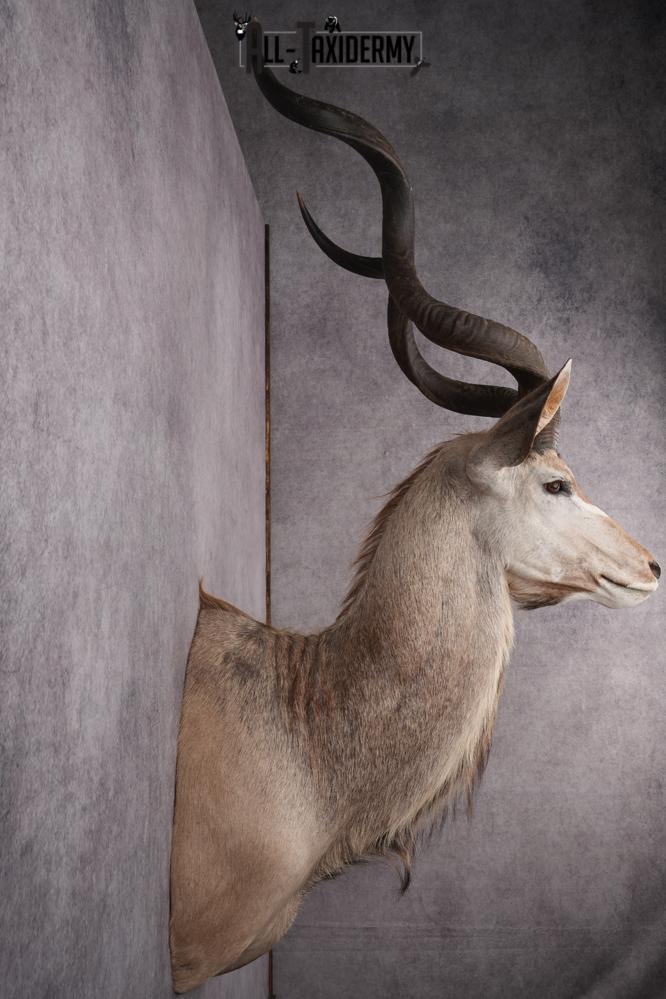 African Kudu Taxidermy Shoulder Mount SKU 2662 - Image 9