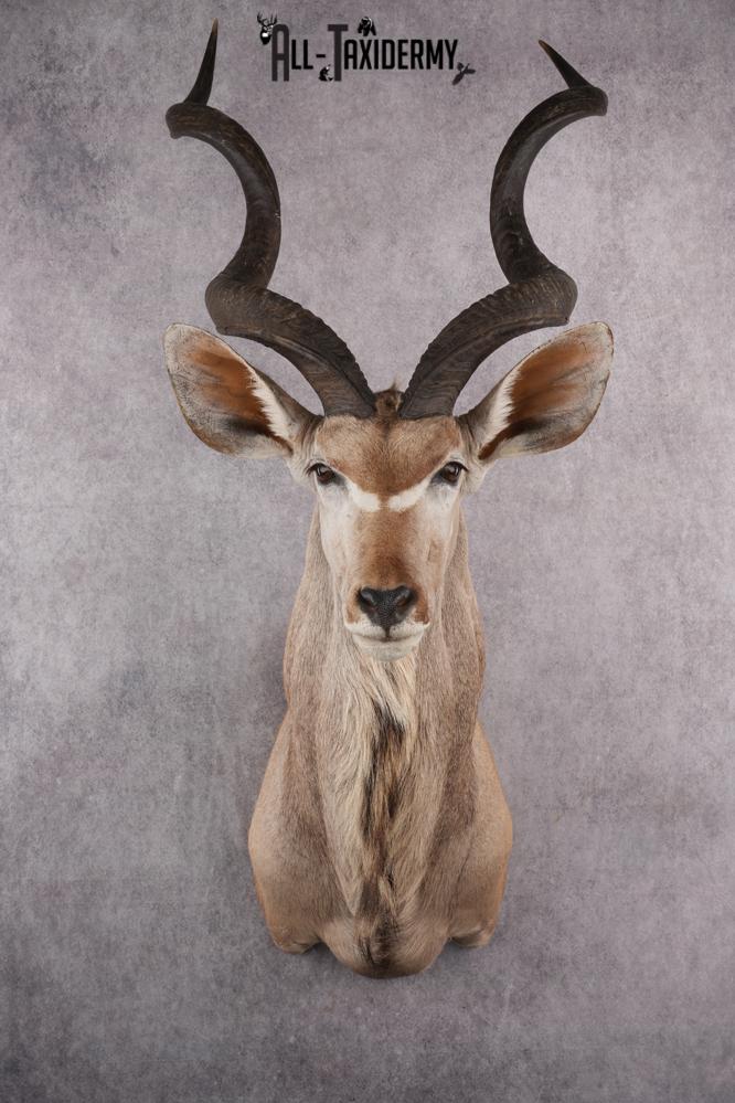 African Kudu Taxidermy Shoulder Mount SKU 2662