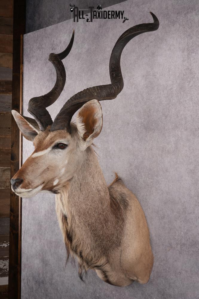 African Kudu Taxidermy Shoulder Mount SKU 2662 - Image 8