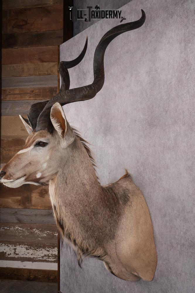 African Kudu Taxidermy Shoulder Mount SKU 2662 - Image 7