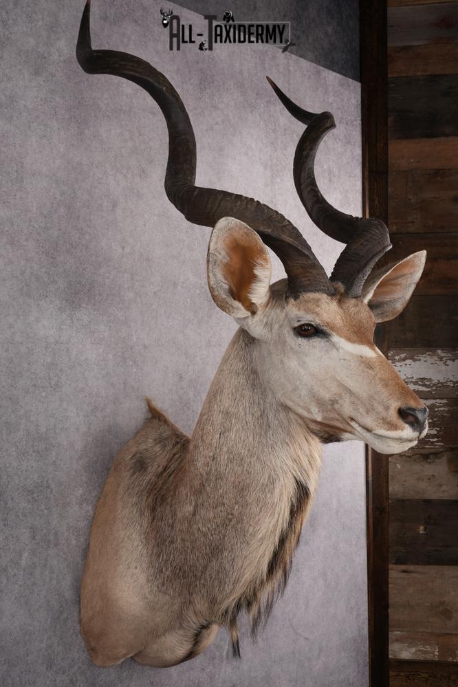 African Kudu Taxidermy Shoulder Mount SKU 2662 - Image 6