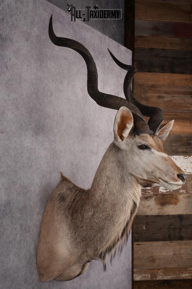 African Kudu Taxidermy Shoulder Mount SKU 2662 - Image 5