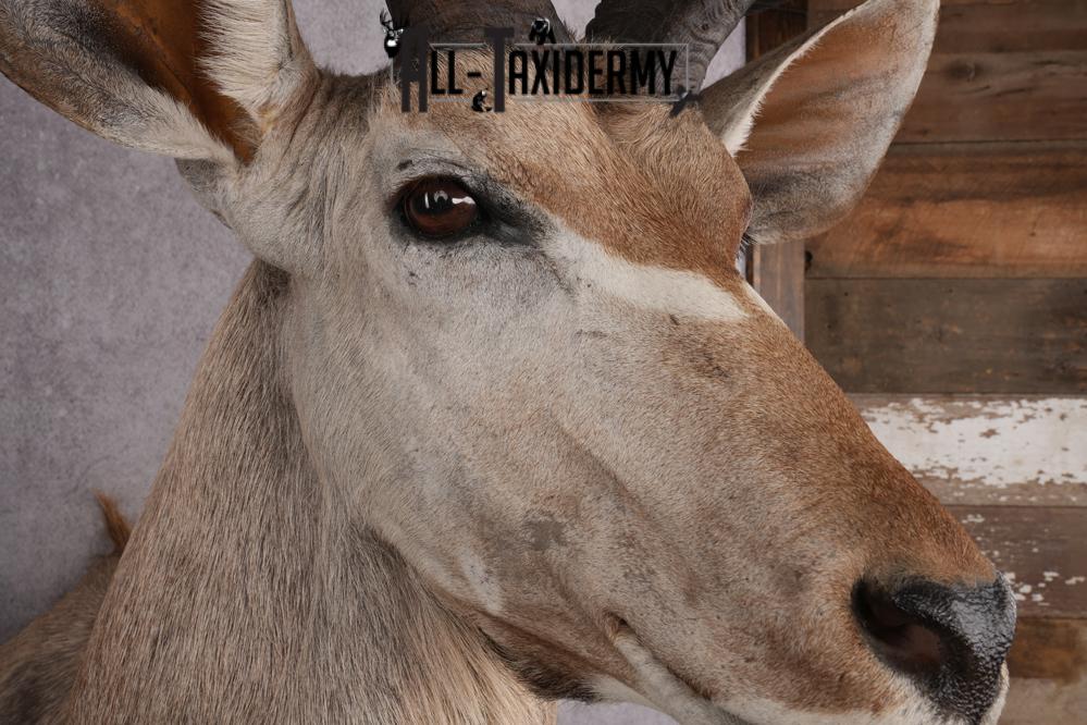 African Kudu Taxidermy Shoulder Mount SKU 2662 - Image 4