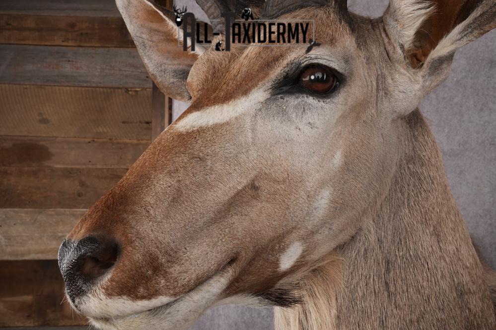 African Kudu Taxidermy Shoulder Mount SKU 2662 - Image 3