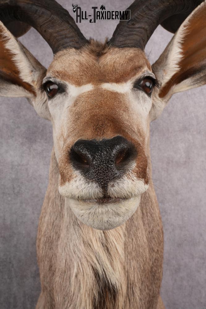 African Kudu Taxidermy Shoulder Mount SKU 2662 - Image 2