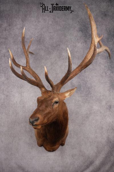 Rocky Mountain Elk Taxidermy Shoulder Mount SKU 2685