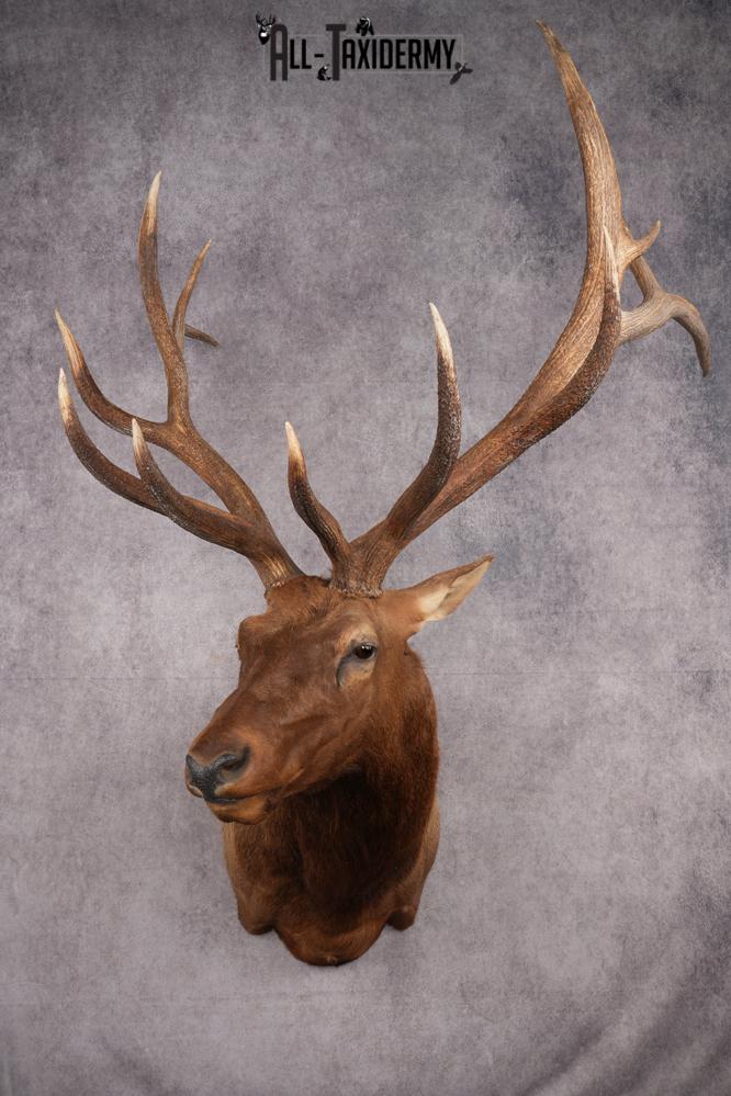 Rocky Mountain Elk Taxidermy Shoulder Mount SKU 2685
