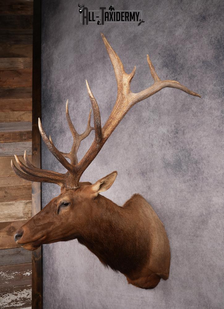 Rocky Mountain Elk Taxidermy Shoulder Mount SKU 2685 - Image 12
