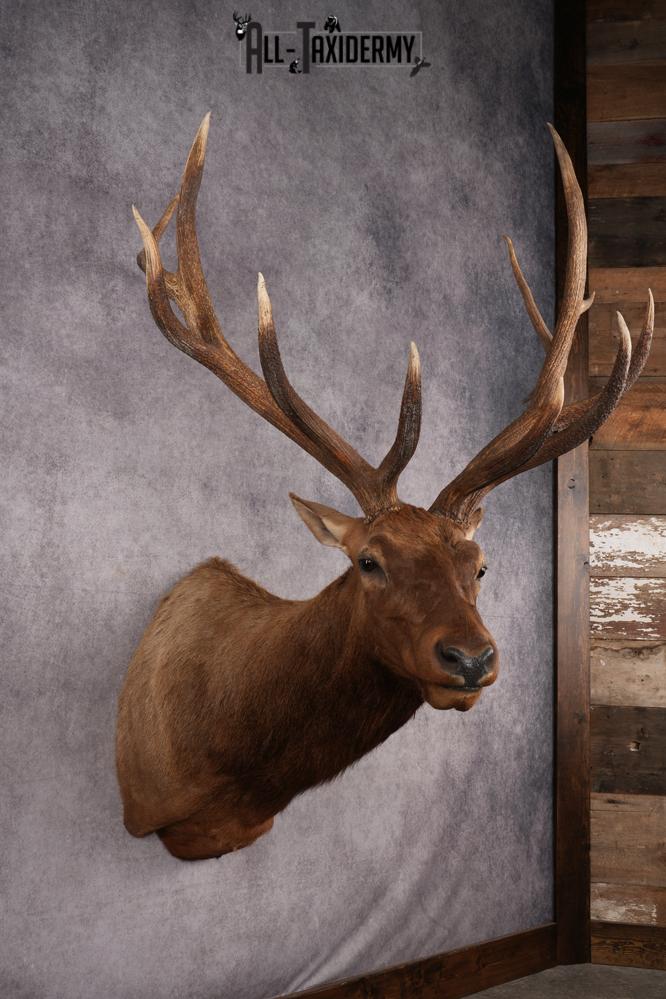 Rocky Mountain Elk Taxidermy Shoulder Mount SKU 2685 - Image 11