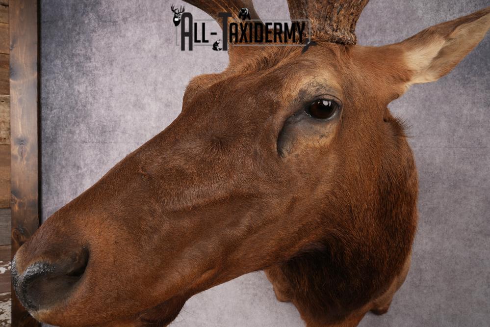 Rocky Mountain Elk Taxidermy Shoulder Mount SKU 2685 - Image 10