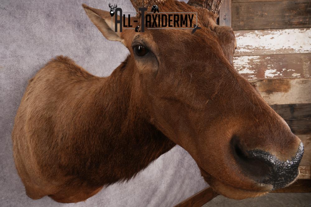 Rocky Mountain Elk Taxidermy Shoulder Mount SKU 2685 - Image 9